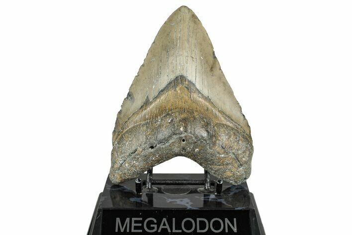 Fossil Megalodon Tooth - North Carolina #358905